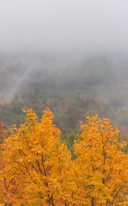 Preview wallpaper maple, tree, autumn, forest, fog