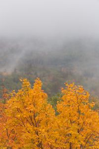 Preview wallpaper maple, tree, autumn, forest, fog