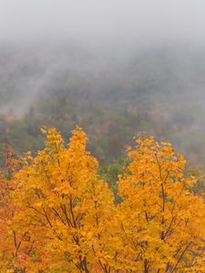 Preview wallpaper maple, tree, autumn, forest, fog