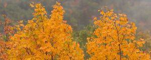 Preview wallpaper maple, tree, autumn, forest, fog