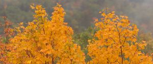 Preview wallpaper maple, tree, autumn, forest, fog