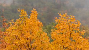 Preview wallpaper maple, tree, autumn, forest, fog