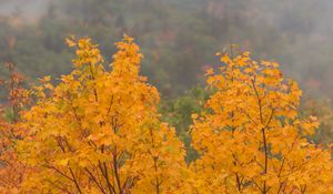 Preview wallpaper maple, tree, autumn, forest, fog