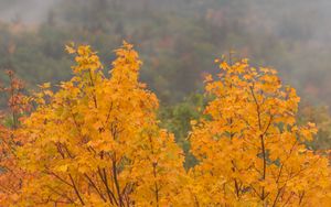 Preview wallpaper maple, tree, autumn, forest, fog