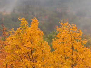 Preview wallpaper maple, tree, autumn, forest, fog