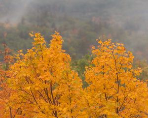 Preview wallpaper maple, tree, autumn, forest, fog