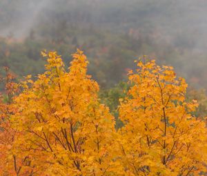 Preview wallpaper maple, tree, autumn, forest, fog