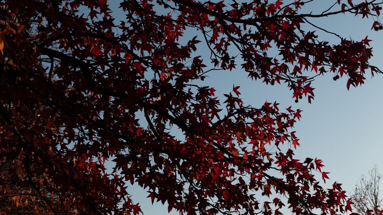 Wallpaper maple, tree, branches, leaves, red