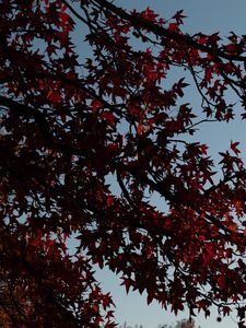 Preview wallpaper maple, tree, branches, leaves, red