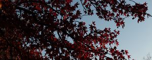 Preview wallpaper maple, tree, branches, leaves, red
