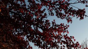 Preview wallpaper maple, tree, branches, leaves, red