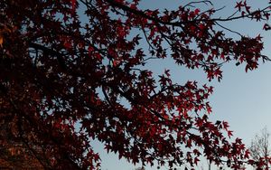 Preview wallpaper maple, tree, branches, leaves, red