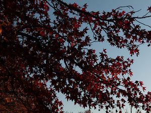 Preview wallpaper maple, tree, branches, leaves, red