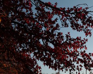 Preview wallpaper maple, tree, branches, leaves, red