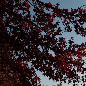 Preview wallpaper maple, tree, branches, leaves, red