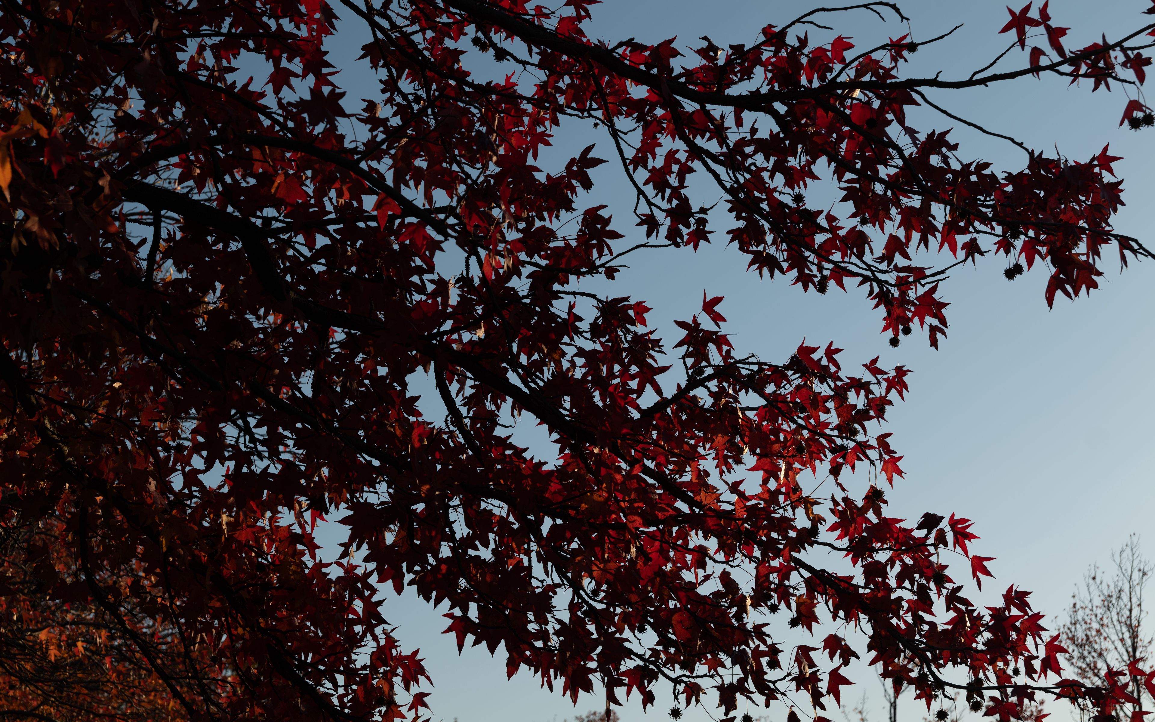Красивое красное дерево. Клен Бургундский. Красный клен дерево. Дерево с красными листьями. Клен с красными листьями.