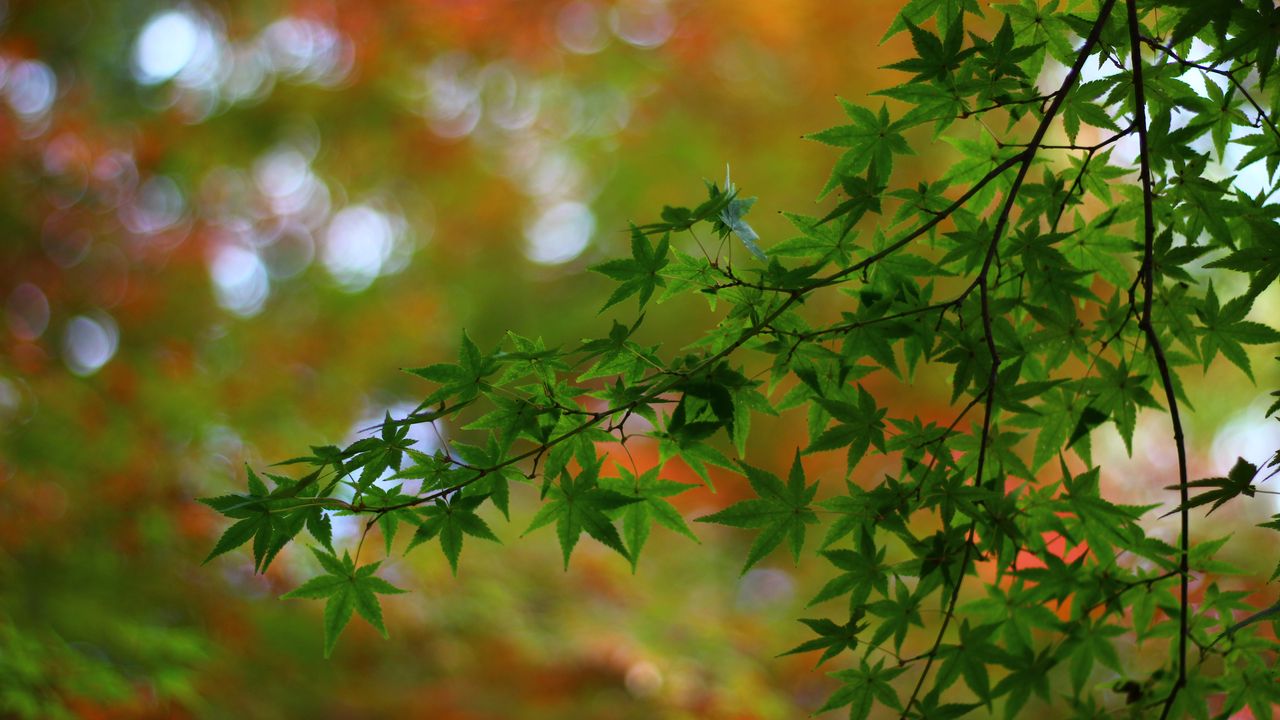 Wallpaper maple, tree, branches, leaves, macro, blur