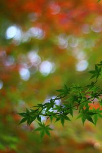 Preview wallpaper maple, tree, branches, leaves, macro, blur