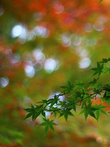 Preview wallpaper maple, tree, branches, leaves, macro, blur