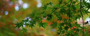 Preview wallpaper maple, tree, branches, leaves, macro, blur