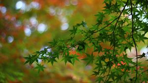 Preview wallpaper maple, tree, branches, leaves, macro, blur