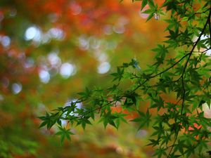 Preview wallpaper maple, tree, branches, leaves, macro, blur