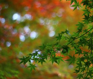 Preview wallpaper maple, tree, branches, leaves, macro, blur