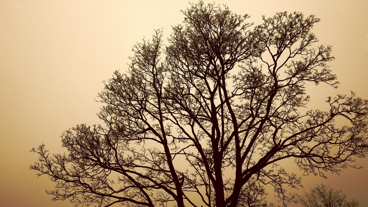 Wallpaper maple, tree, fog, monochrome