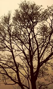 Preview wallpaper maple, tree, fog, monochrome