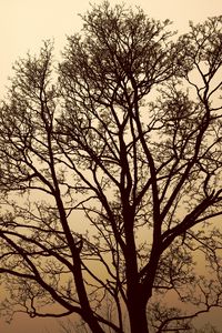 Preview wallpaper maple, tree, fog, monochrome