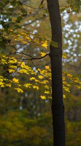 Preview wallpaper maple, tree, forest, autumn, nature