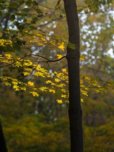 Preview wallpaper maple, tree, forest, autumn, nature