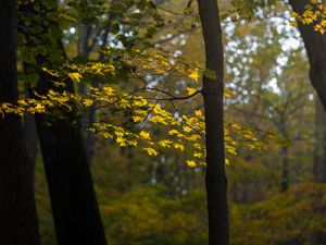 Preview wallpaper maple, tree, forest, autumn, nature