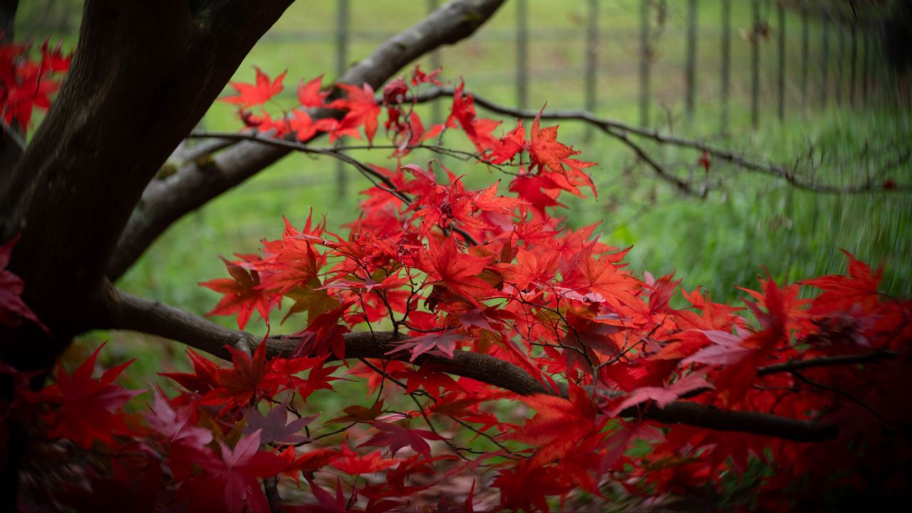 Wallpaper maple, tree, leaves, autumn