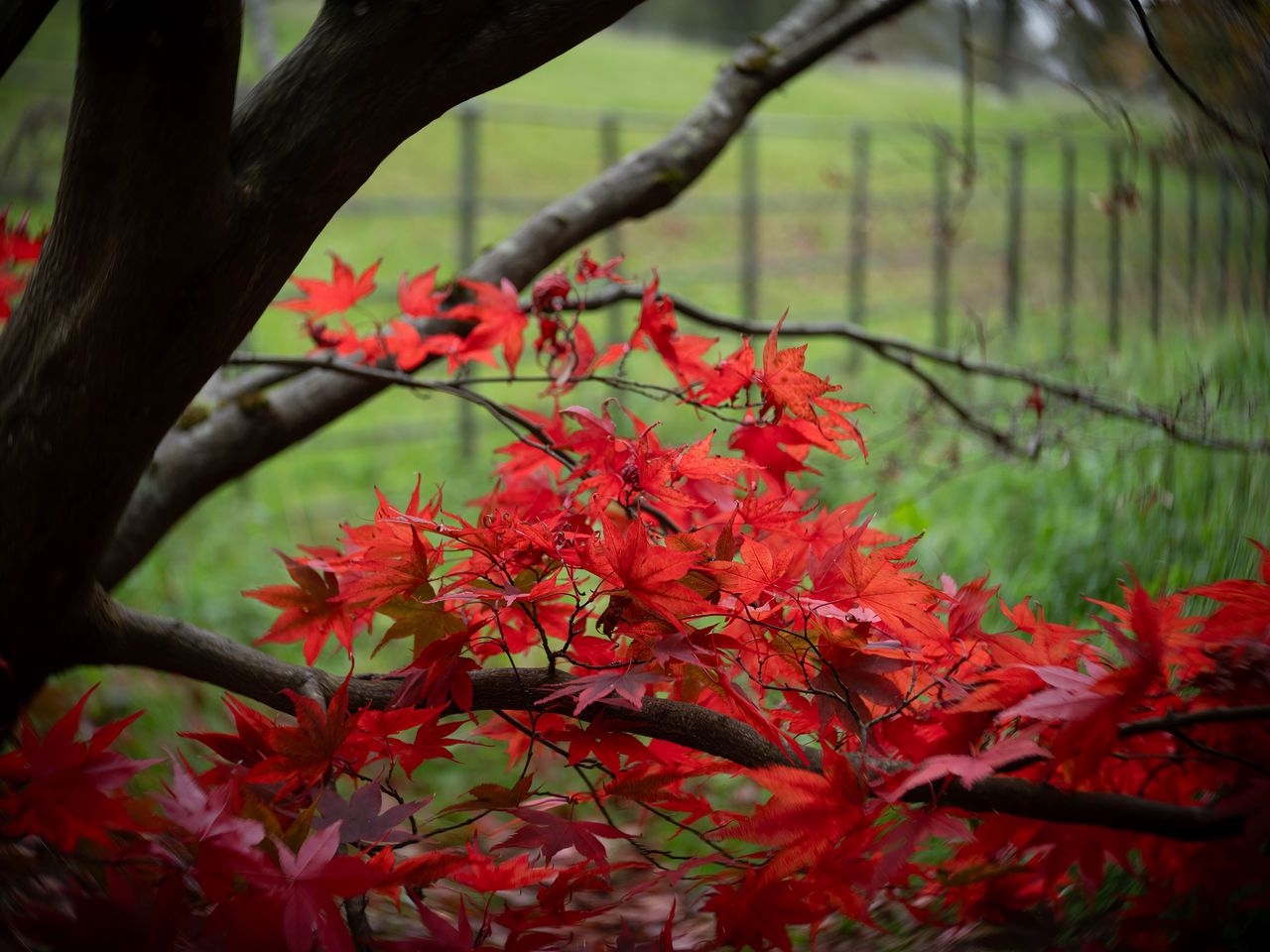 1280x960 Wallpaper maple, tree, leaves, autumn