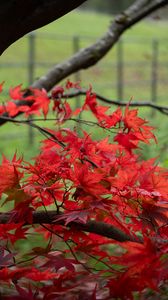Preview wallpaper maple, tree, leaves, autumn