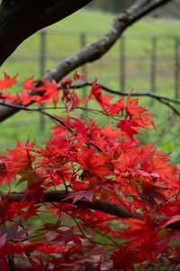 Preview wallpaper maple, tree, leaves, autumn