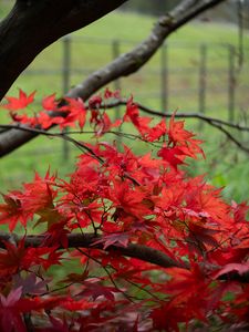 Preview wallpaper maple, tree, leaves, autumn