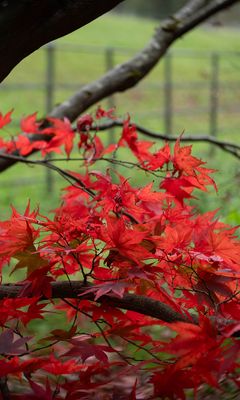 240x400 Wallpaper maple, tree, leaves, autumn