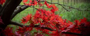 Preview wallpaper maple, tree, leaves, autumn