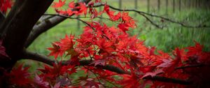 Preview wallpaper maple, tree, leaves, autumn