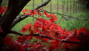 Preview wallpaper maple, tree, leaves, autumn