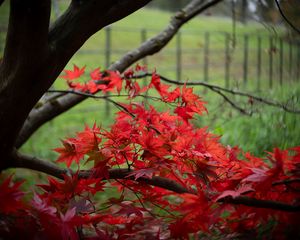 Preview wallpaper maple, tree, leaves, autumn