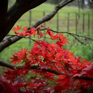 Preview wallpaper maple, tree, leaves, autumn
