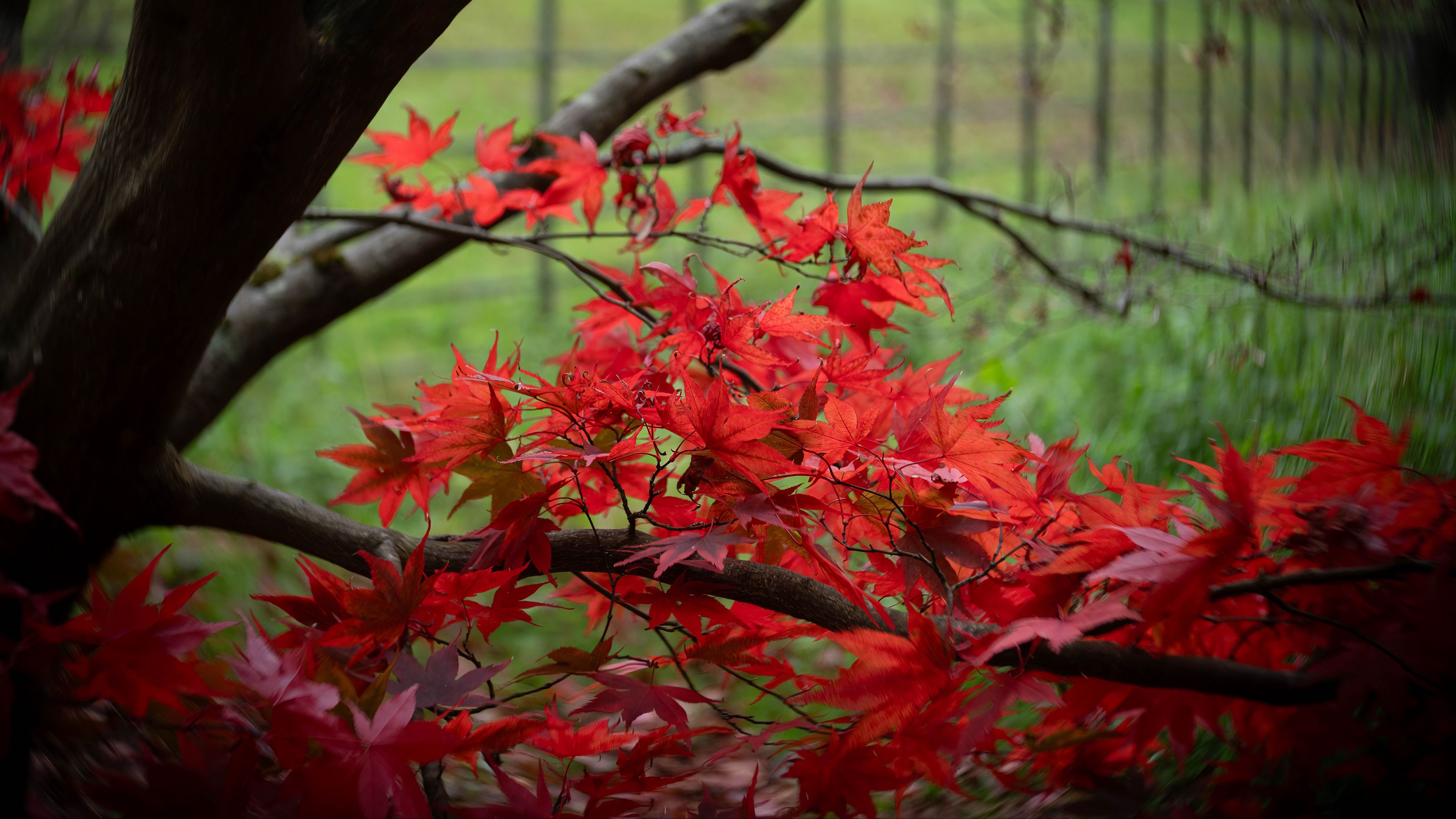 3840x2160 Wallpaper maple, tree, leaves, autumn
