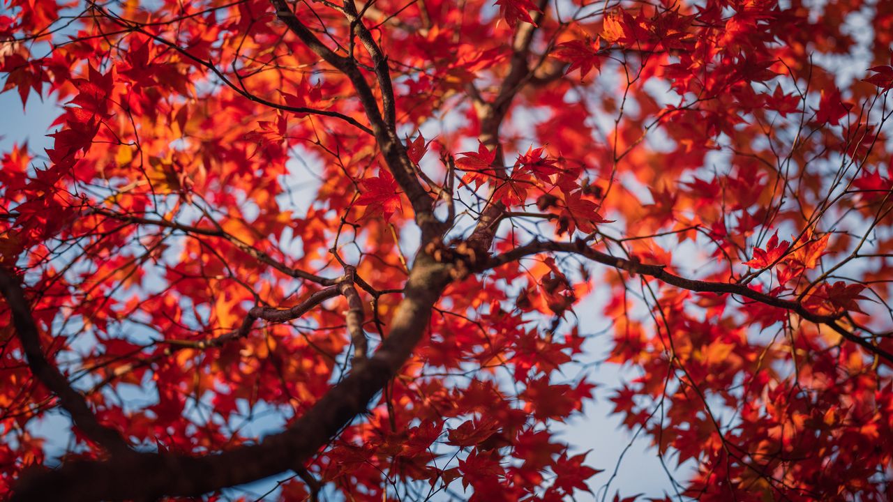 Wallpaper maple, tree, leaves, autumn, nature