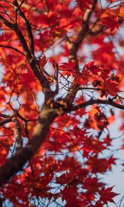 Preview wallpaper maple, tree, leaves, autumn, nature