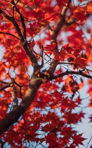 Preview wallpaper maple, tree, leaves, autumn, nature