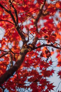 Preview wallpaper maple, tree, leaves, autumn, nature