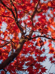 Preview wallpaper maple, tree, leaves, autumn, nature